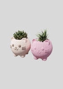 Vasos Gatinho – Porta Suculentas Estilo Fofo (Kit com 2 unidades)