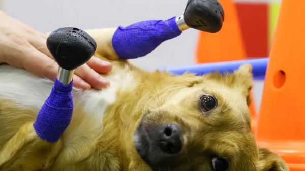 🐾 Impressão 3D na Medicina Veterinária: Como Sua Clínica Pode se Beneficiar Dessa Revolução